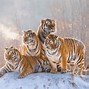 Image result for Fatest Tiger in the World