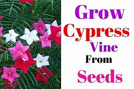 Image result for Cypress Vine Flower Seeds