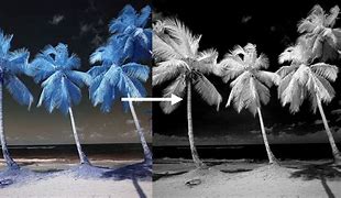 Image result for Infrared Filter Black and White