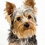 Image result for Yorkie Puppy Drawings in Pencil