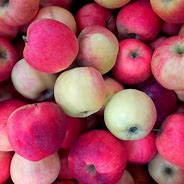 Image result for Small Red Apple Varieties