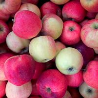 Image result for What Kind of Apple's Are Bright Red