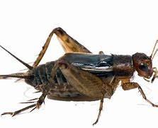 Image result for Cricket Bug PNG