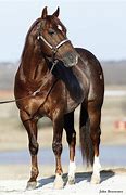 Image result for Hail Cat Stallion