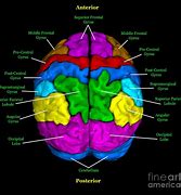 Image result for Normal Brain Anatomy