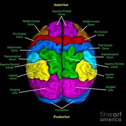 Image result for Brain Signals