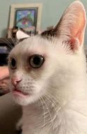 Image result for Cat Funny Face Cheeks