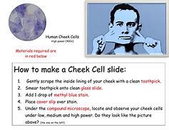 Image result for Human Cell On a Slide