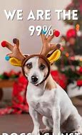 Image result for Christmas Dog Meme