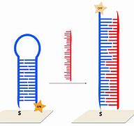 Image result for Hairpin DNA 矢量图