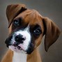 Image result for Boxer Breed of Dog