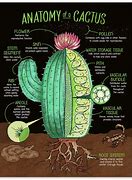 Image result for Cactus Cross Section
