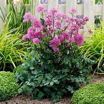 Image result for Thalictrum Little Pinkie