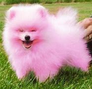 Image result for Jiff Pom Dog Breed