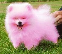 Image result for Pink Teacup Pomeranian
