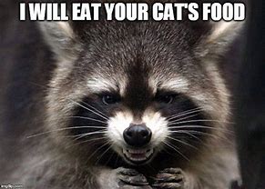 Image result for Raccoon Cat Meme