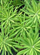 Image result for Euphorbia characias Purple and Gold