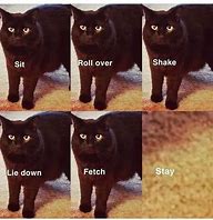 Image result for Fresh Cat Memes