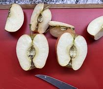 Image result for White Fuzzy Tufts Apple Flesh