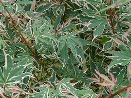 Image result for Acer palmatum Beni-shichi-henge