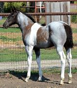 Image result for Roan American Paint Horse