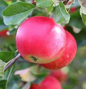 Image result for Discovery Apple Tree