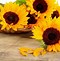 Image result for Sunflower Color Wallpaper