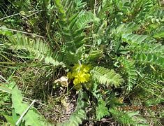 Image result for Astragalus angustiflorus