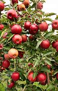 Image result for Fall Apple's in a Row