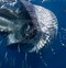 Image result for Bryde's Whale