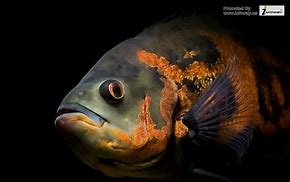 Image result for Apple iPhone Wallpaper Fish