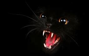 Image result for Black Cat Desktop