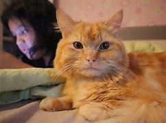 Image result for Sis Cat