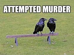 Image result for Raven Bird Meme