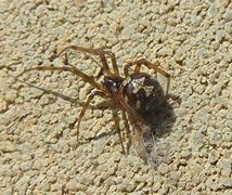 Image result for Cobweb Spider Female