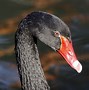 Image result for Cisne Negro