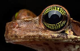 Image result for Tree Frog Eyes