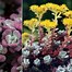 Image result for Sedum (L) spathulifolium Purpureum