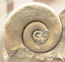 Image result for Spiral Fossil