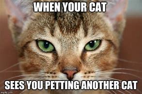 Image result for Petting Cat Meme