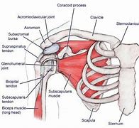 Image result for scromial