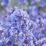 Image result for Nepeta faassenii (x) Walkers Low