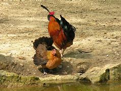 Image result for Coq Cute