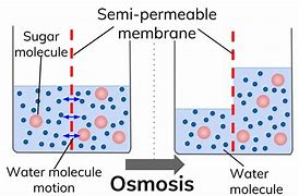 Image result for Osmosis Pharmacology Memory Palace