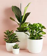 Image result for White Flower Pots Indoor