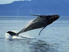 Image result for Humpback Whale Life Cycle