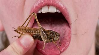 Image result for People Eating Bugs