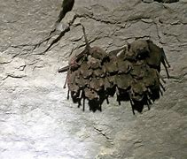 Image result for Indiana Bat Cave