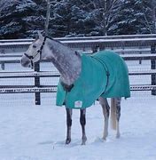 Image result for Thoroughbred Galloping