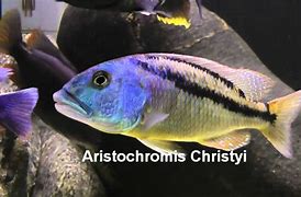 Image result for aristochromis_christyi